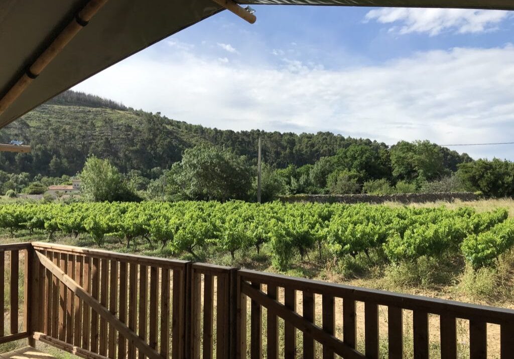 Olivigne 2020 uitzicht op de wijnranken kleiner